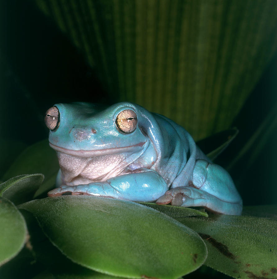 Whites Tree Frog Photograph by Steve Cooper