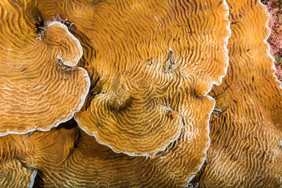 Whitestar Sheet Coral Photograph by Andrew J. Martinez