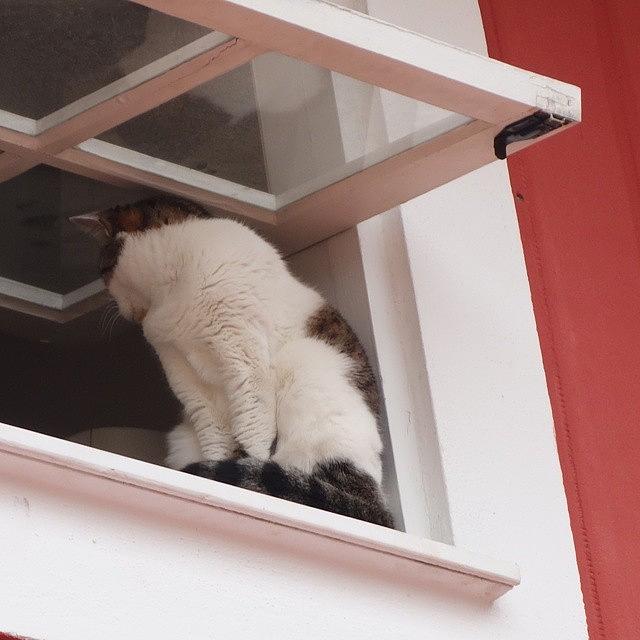 Cat Photograph - Window Cat by Laura Doty