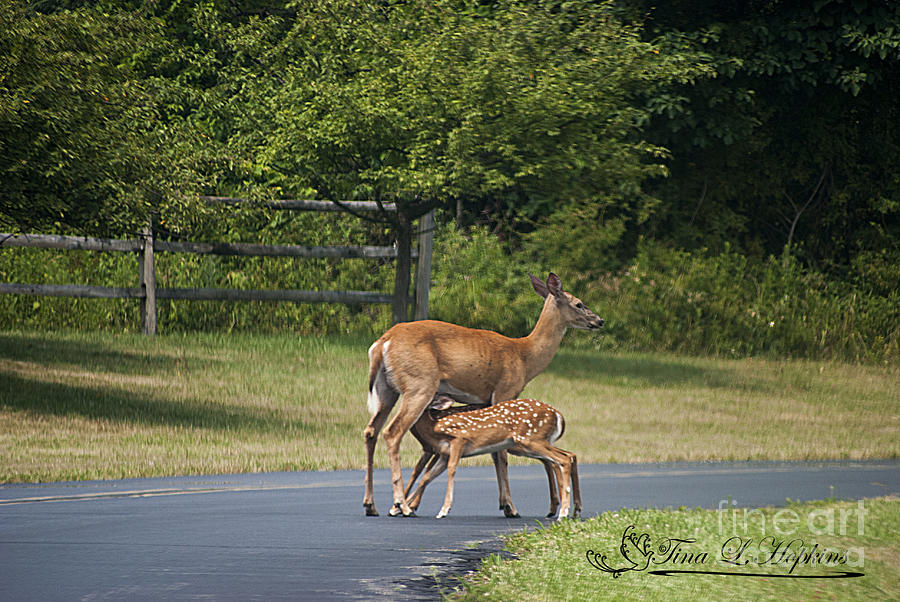 Whitetail and Fawns 20120707_01a Photograph by Tina Hopkins