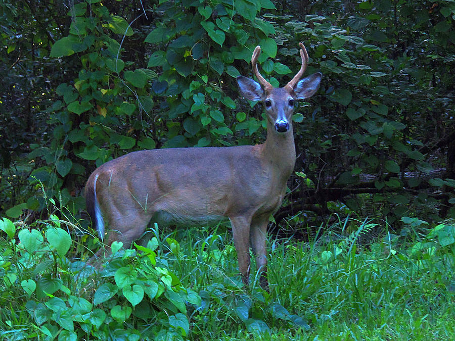 Whitetail Buck 029 Photograph by Christopher Mercer