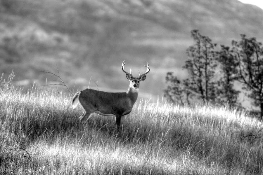 Whitetail Buck B/W Photograph by Kevin Bone
