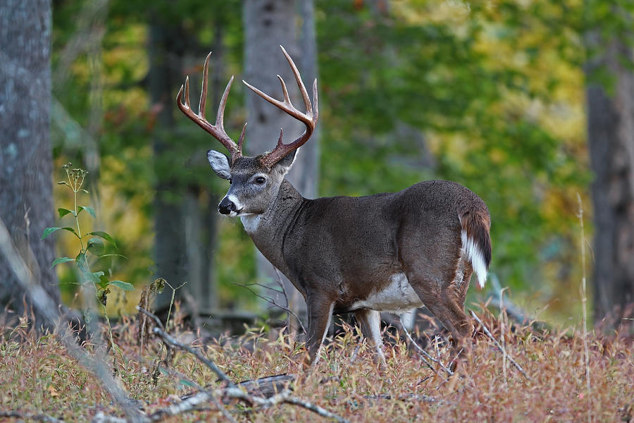 Whitetail Buck Photograph By David And Sandra Mayes - Fine Art America