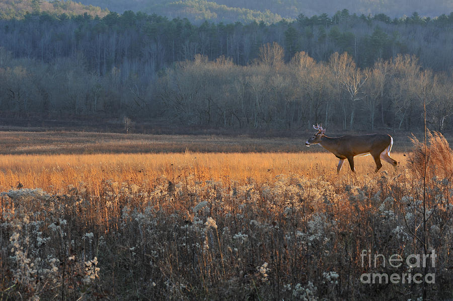 Whitetail buck in field at evening Photograph by Dan Friend