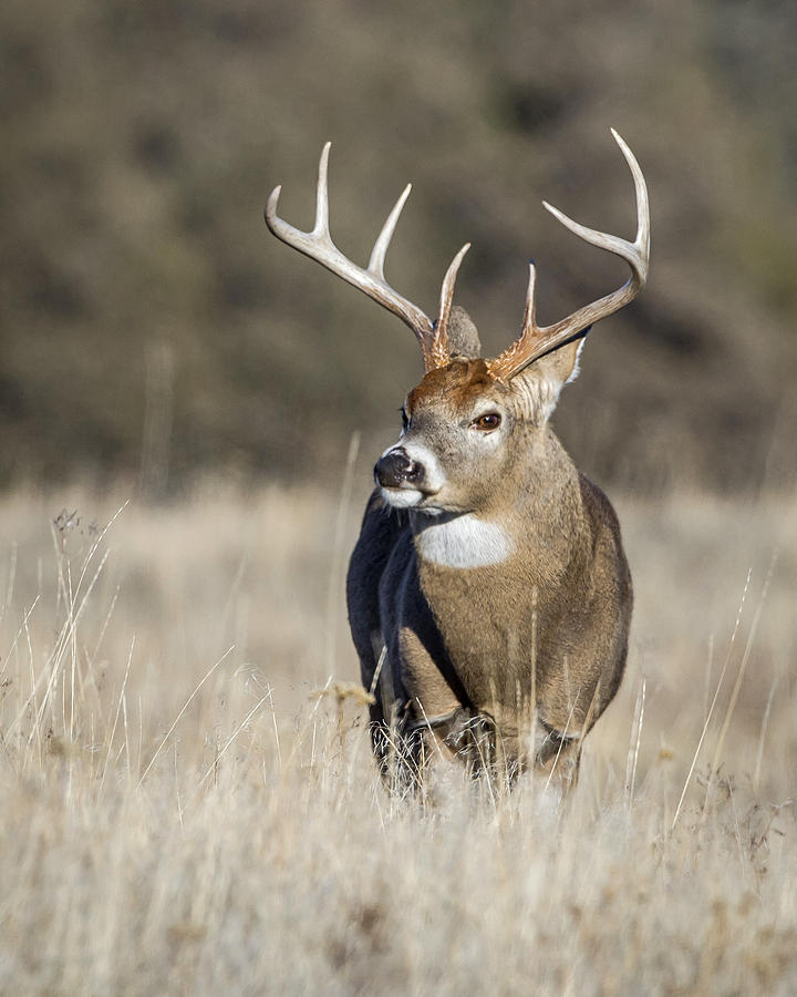 Whitetail Buck in the Rut Photograph by Jack Bell