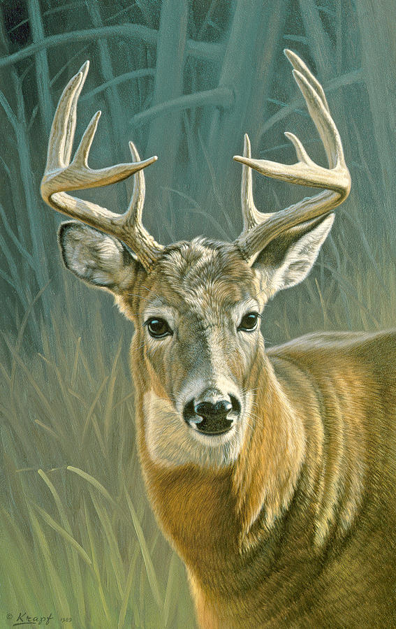 Wildlife Painting - Whitetail Buck by Paul Krapf