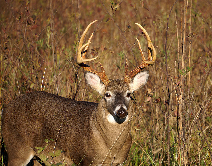 Whitetail Buck Photograph Photograph by TnBackroadsPhotos - Fine Art ...