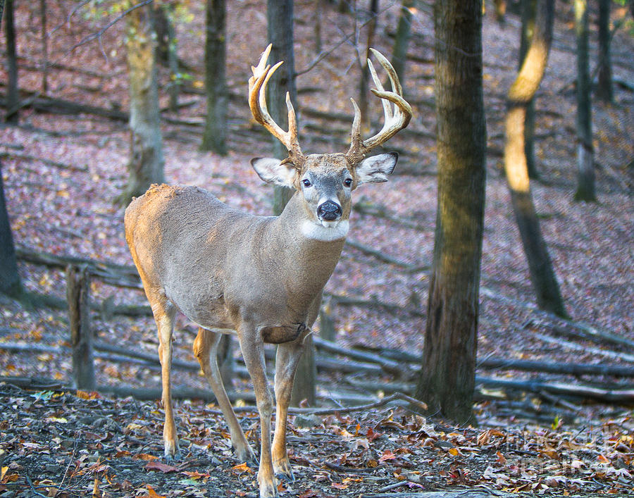 Whitetail Buck Photograph by Ronald Lutz