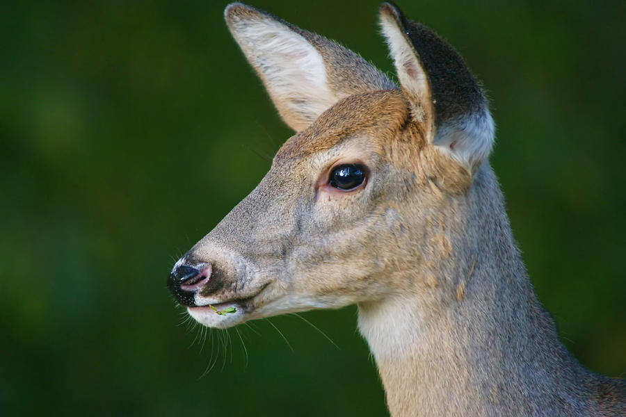 Whitetail Deer Photograph by Alan Hutchins
