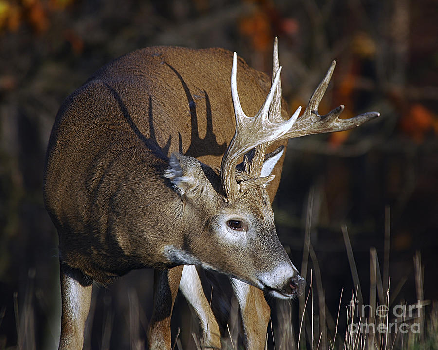 White Tailed Deer Antler Shadow Photograph By Timothy Flanigan Pixels