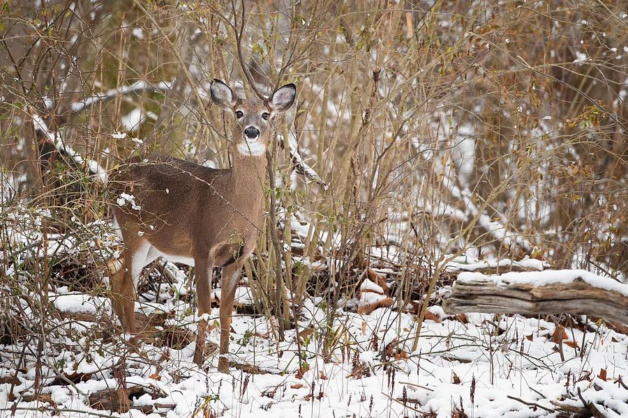 Whitetail Deer Photograph by Bill Wakeley