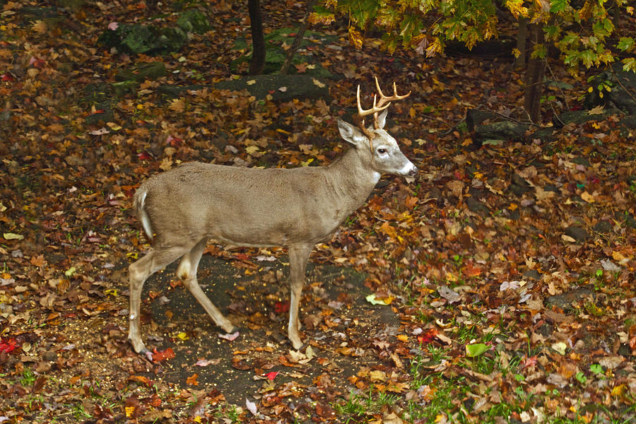 Whitetail Deer - Buck - Odocoileus virginianus - Autumn Photograph by Carol Senske