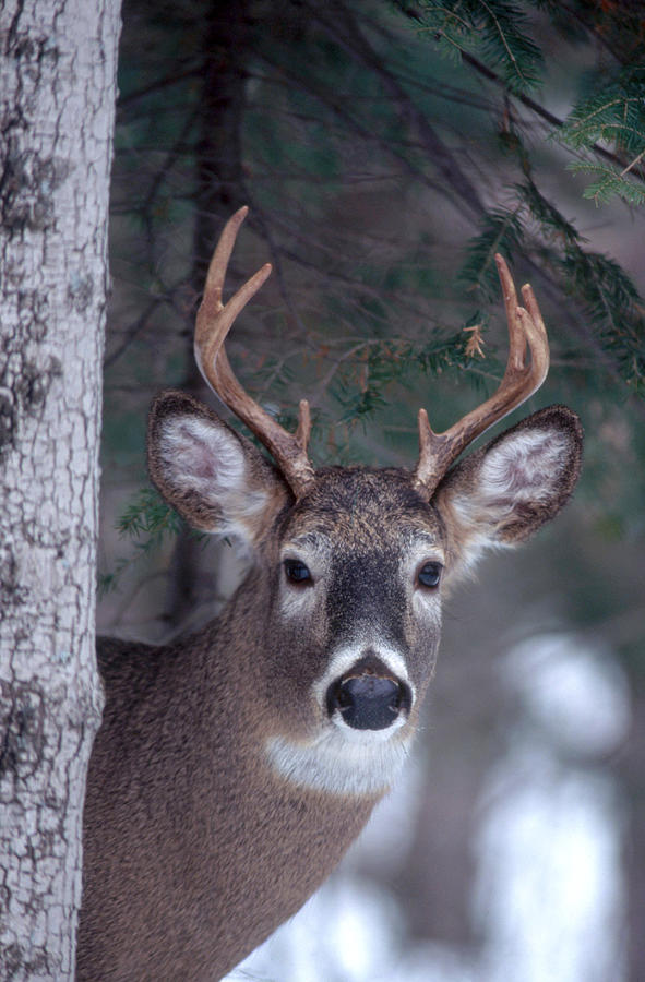 Whitetail Deer Buck Photograph by Thomas And Pat Leeson