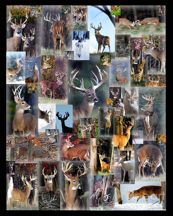 Deer Photograph - White-tailed Deer Collage Poster by Timothy Flanigan