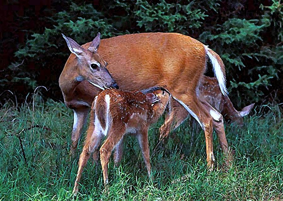 Whitetail Deer Doe And Fawns Painting by Olde Time Mercantile - Pixels