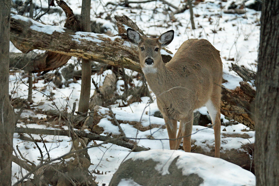 Whitetail Deer Doe in Snow Photograph by Carol Senske