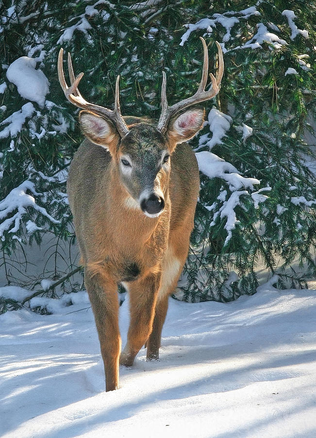 Whitetail Deer Eight Point Photograph by Clare VanderVeen