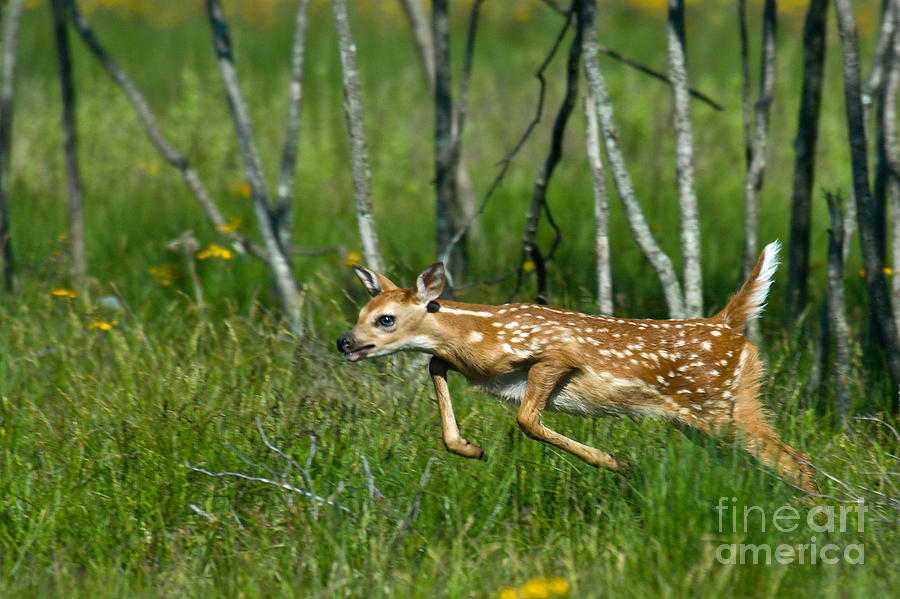 Whitetail Deer Fawn Photograph by Mark Newman