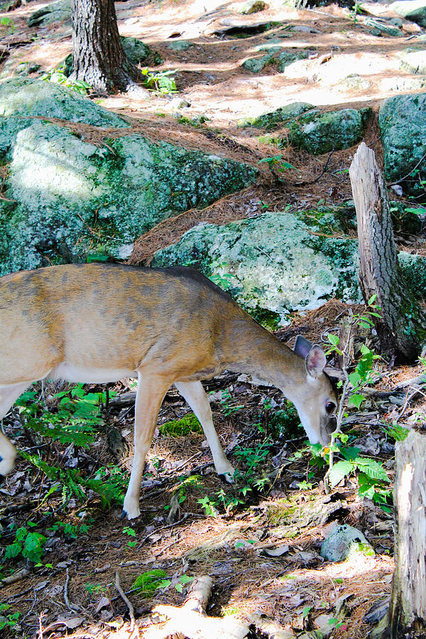 Whitetail Deer Photograph