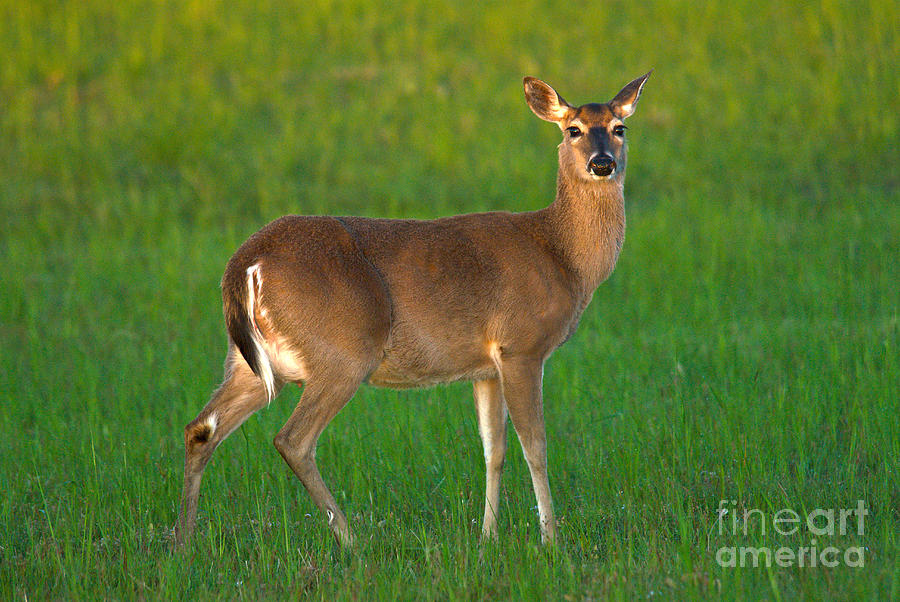 Whitetail Deer Photograph by Mark Newman
