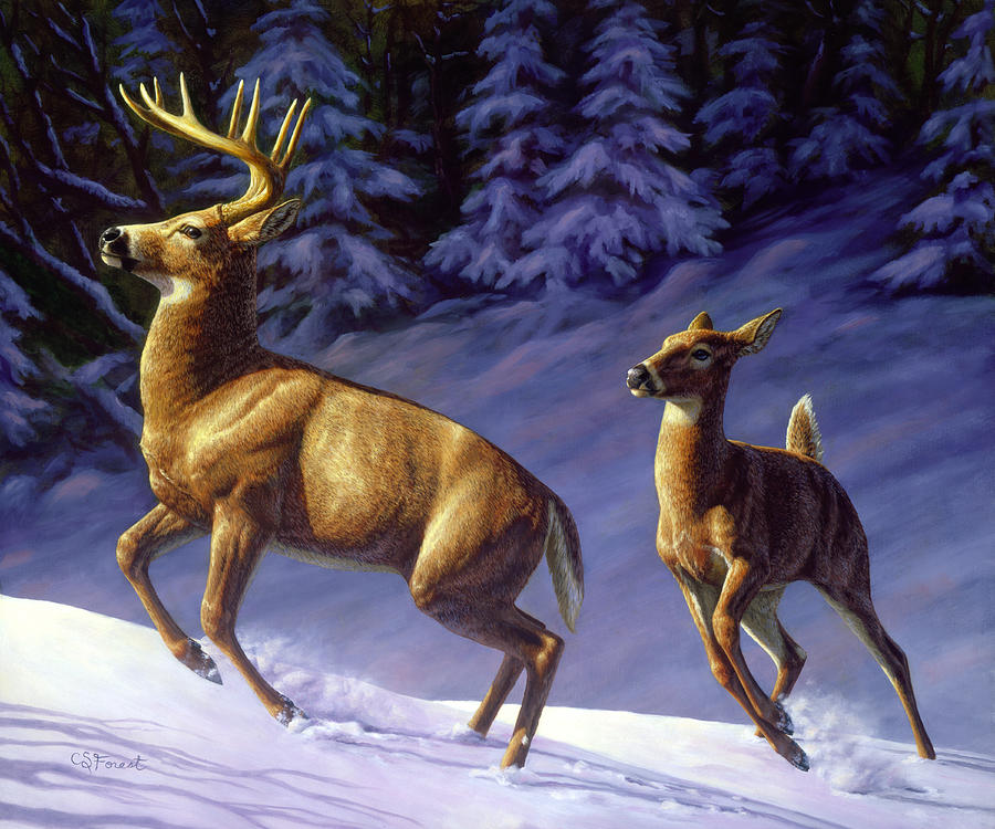 Deer Painting - Whitetail Deer Painting - Startled by Crista Forest