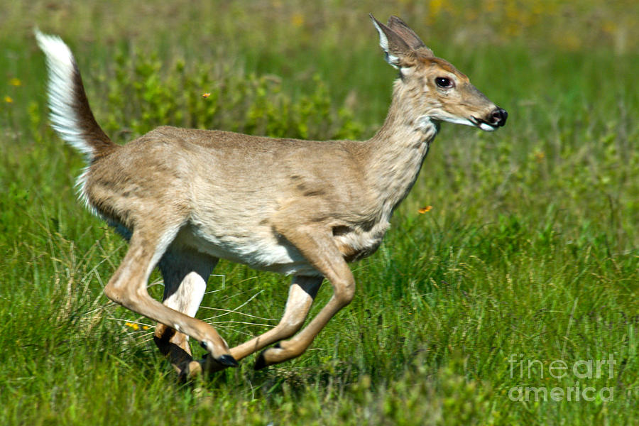 Whitetail Deer Running Photograph by Mark Newman