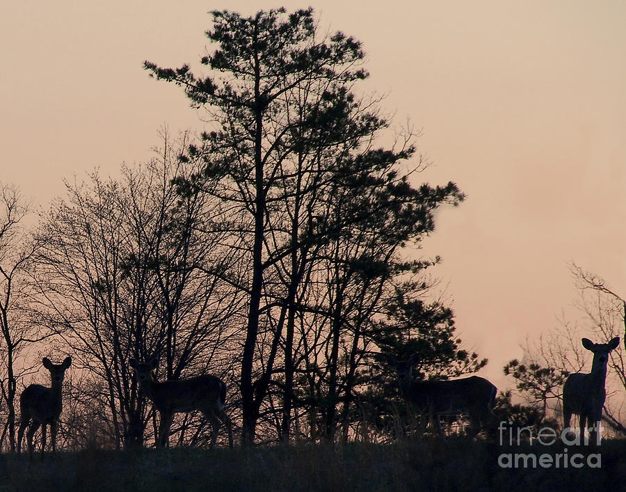Deer Photograph - White-tailed Deer Silhouette on Hillside by Timothy Flanigan