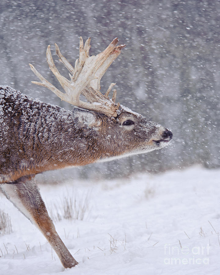 Deer Photograph - White-tailed Deer Snowy Nose by Timothy Flanigan