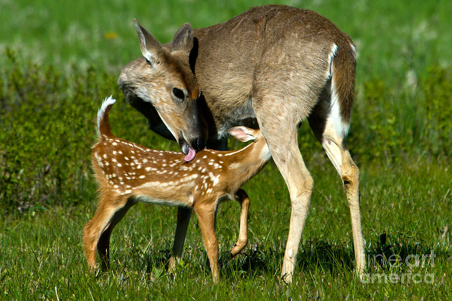 Whitetail Deer With Fawn Photograph by Mark Newman