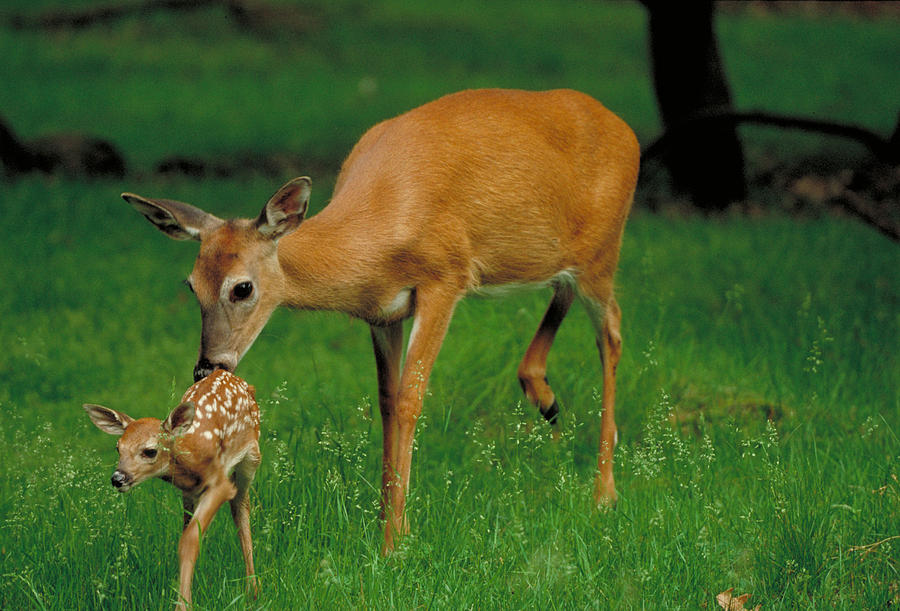 Whitetail Deer With Fawn Photograph by Stephen J. Krasemann