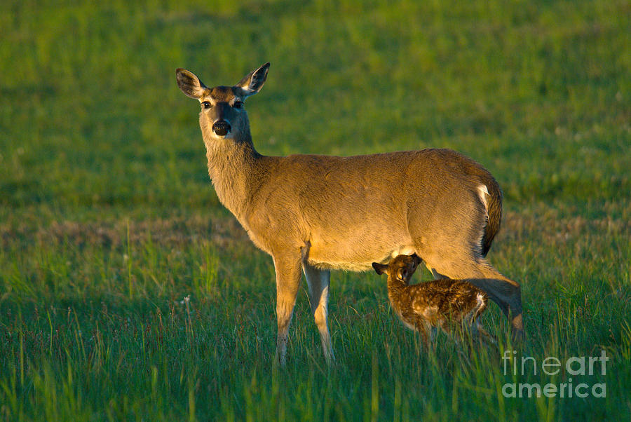 Whitetail Deer With Young Photograph by Mark Newman