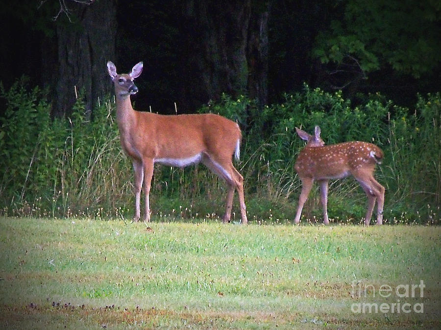 Whitetail Doe and Fawn Photograph by Bill Kolodzieski - Fine Art America