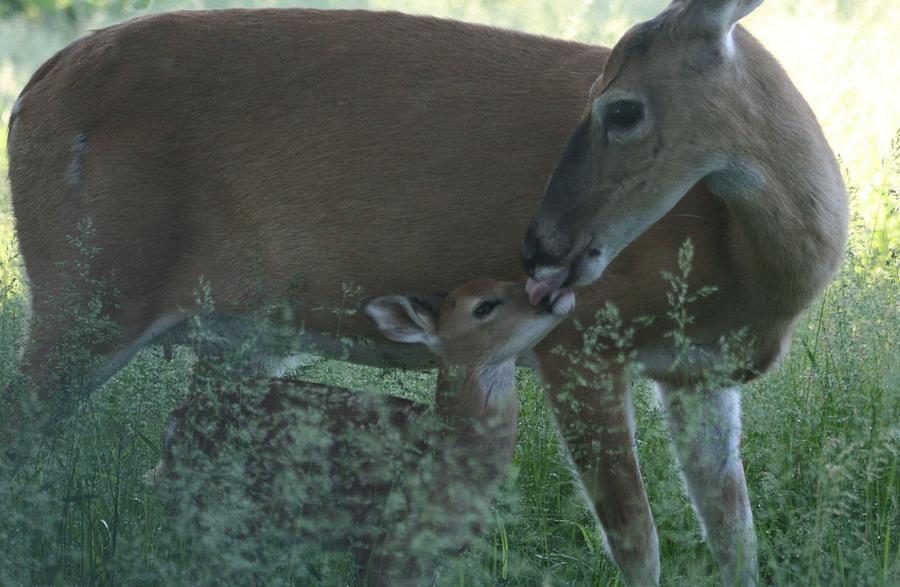 Whitetail Doe and Fawn Photograph by John Dart