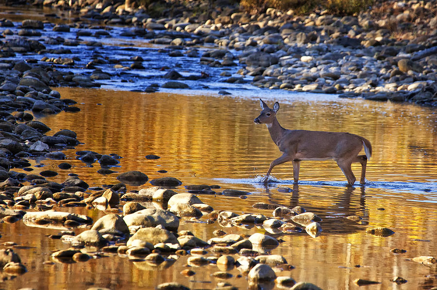 Whitetail Doe Crossing the Buffalo National River Photograph by Michael Dougherty