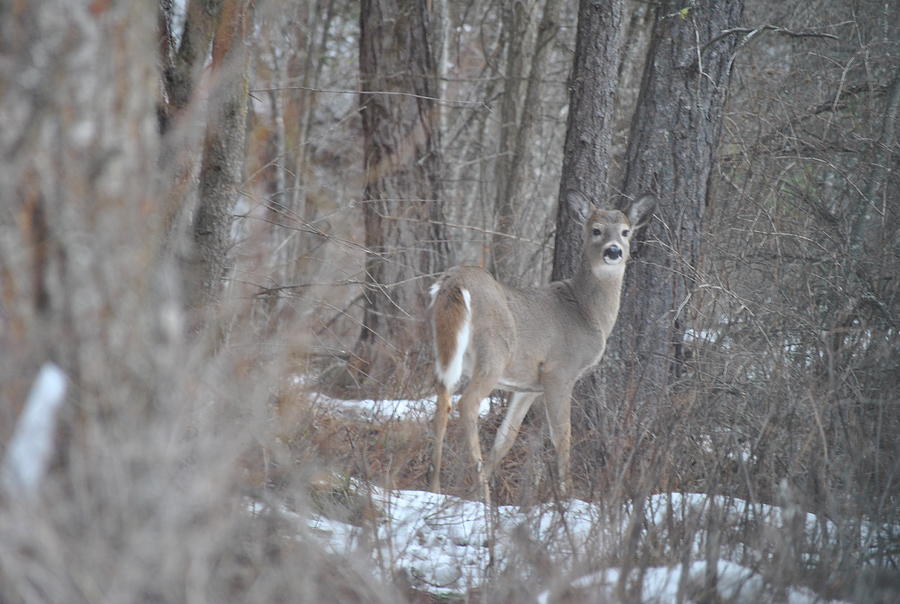 Whitetail Doe Photograph by Debra Casper - Fine Art America