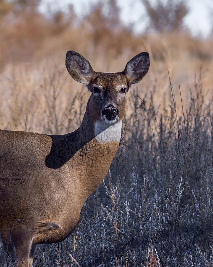 Whitetail Doe Keeping Watch Photograph by Ernest Echols