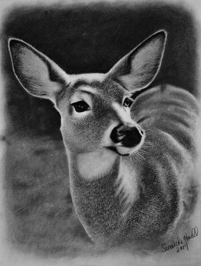 Whitetail Doe Drawing by Samantha Howell