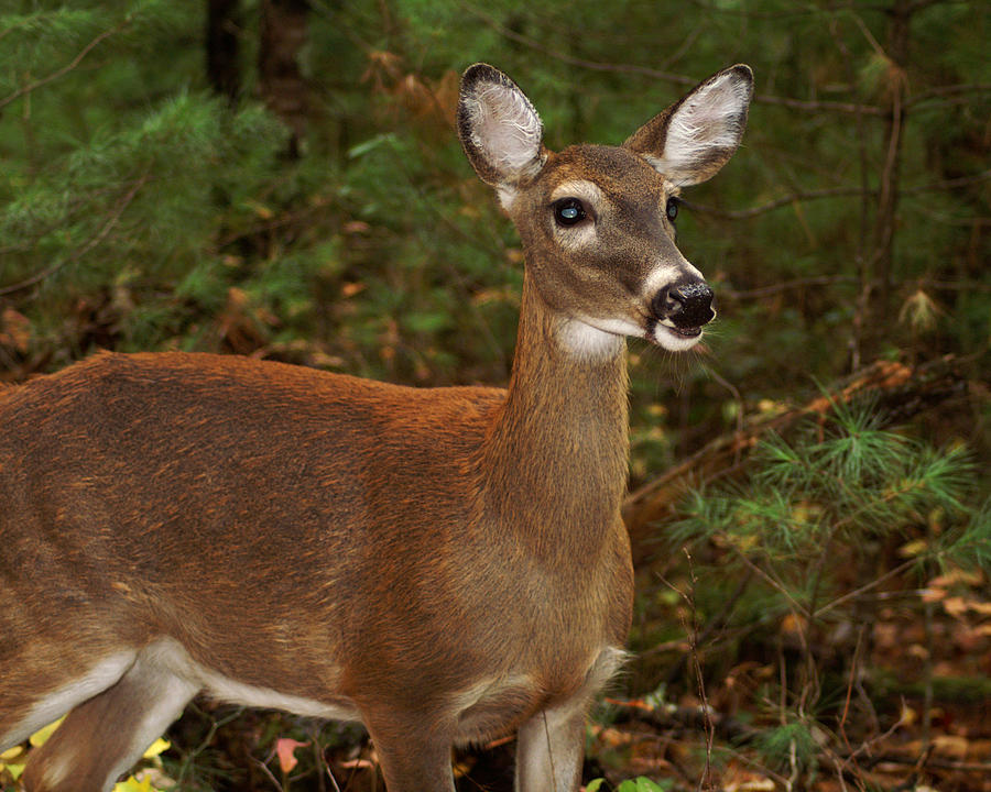 Whitetail Doe Photograph by TnBackroadsPhotos 