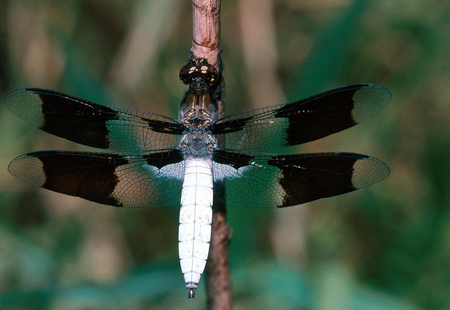Whitetail Dragonfly Photograph by Robert J. Erwin