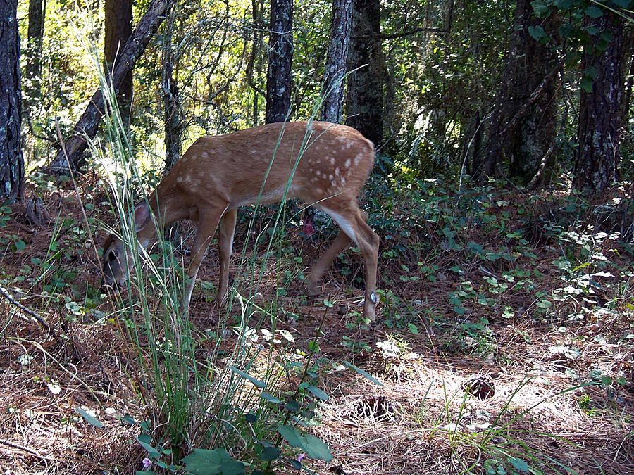 Whitetail Fawn 000 Photograph by Christopher Mercer - Fine Art America