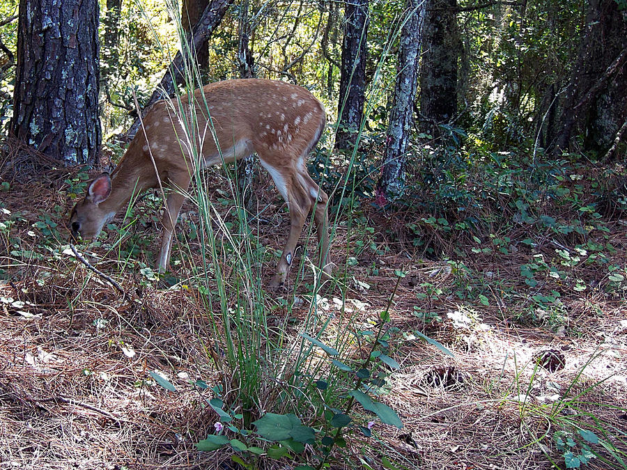 Whitetail Fawn 001  Photograph by Christopher Mercer