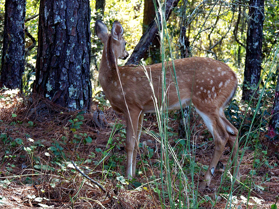 Whitetail Fawn 002  Photograph by Christopher Mercer