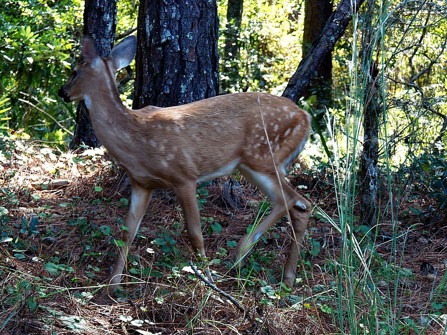 Whitetail Fawn 003 Photograph by Christopher Mercer