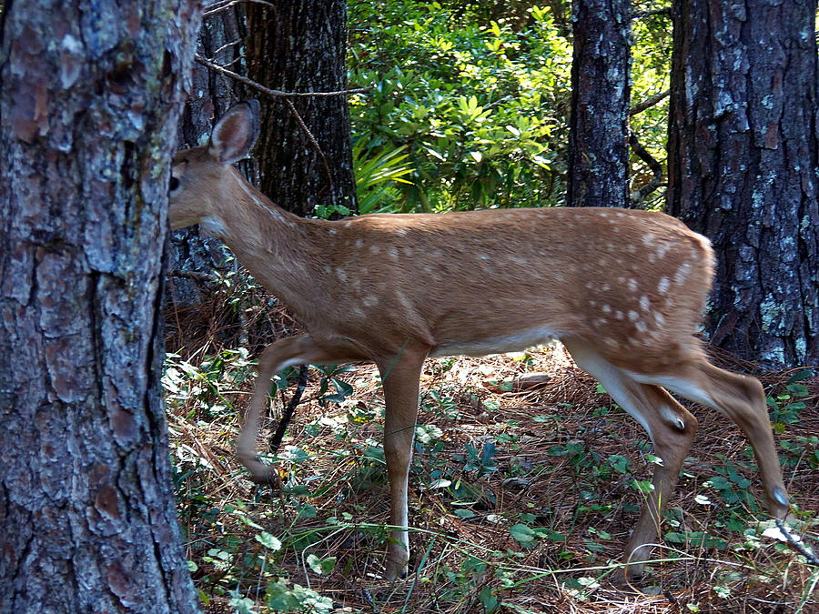 Whitetail Fawn 004 Photograph by Christopher Mercer