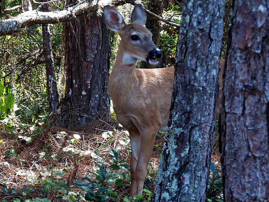 Whitetail Fawn 005  Photograph by Christopher Mercer