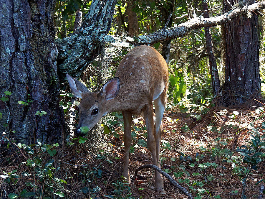 Whitetail Fawn 009 Photograph by Christopher Mercer