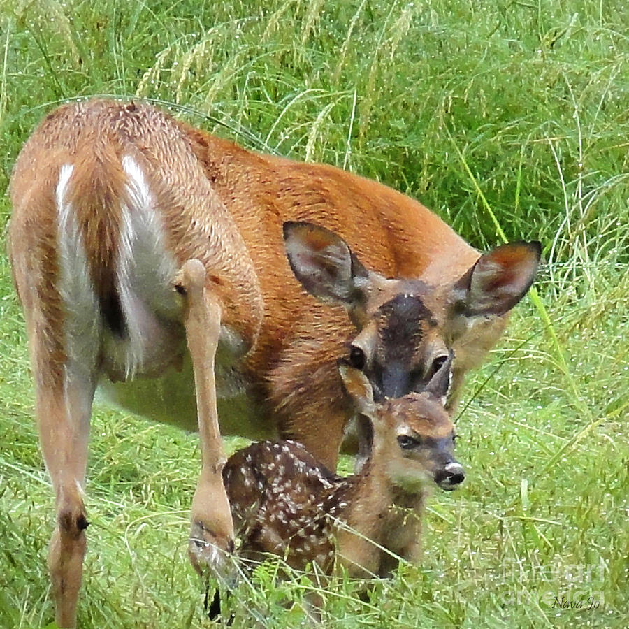 Whitetail Fawn Photograph by Nava Thompson
