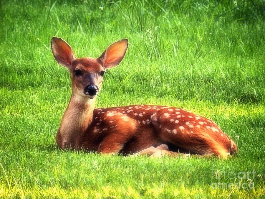 Whitetail Fawn Photograph by Sharon Woerner