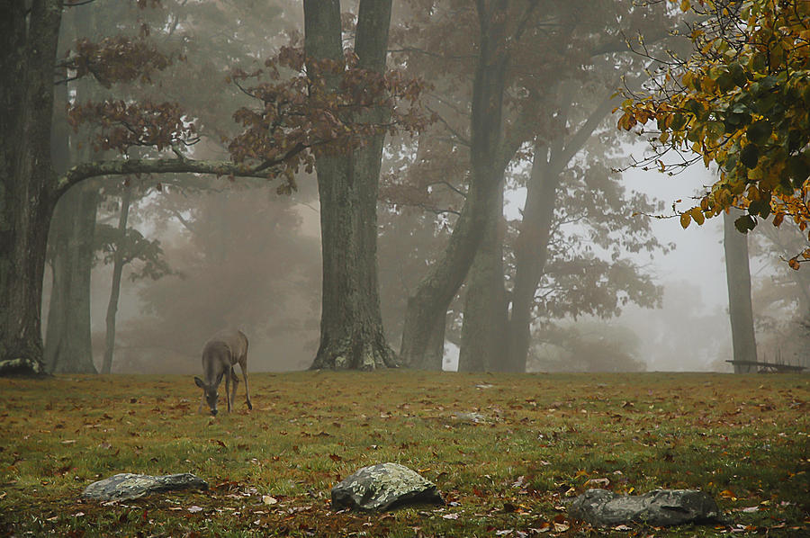 Whitetail in Fog Photograph by Lee Kirchhevel