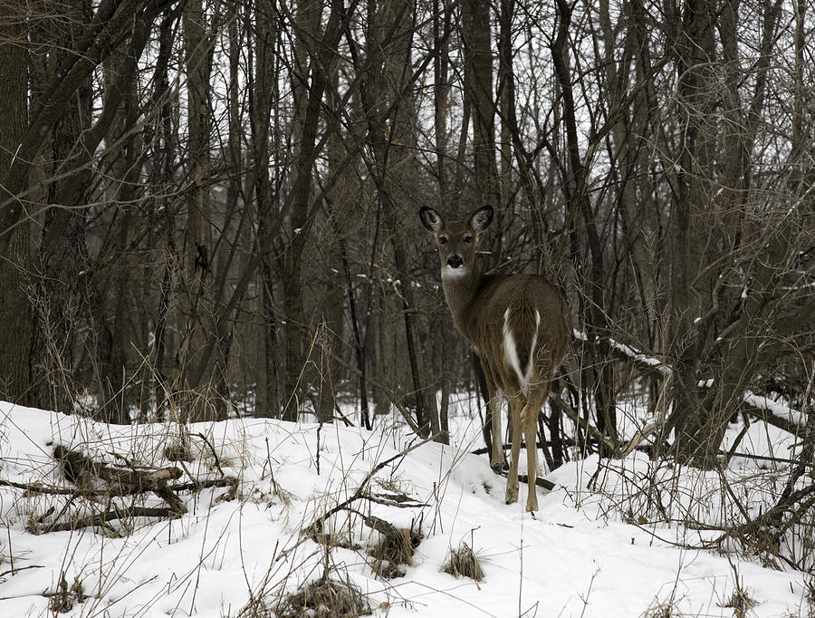 Whitetail In The Winter Photograph by Thomas Young